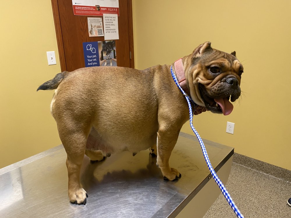 KILOS KENNELS Updated August 2024 Columbus, Ohio Dog Walkers