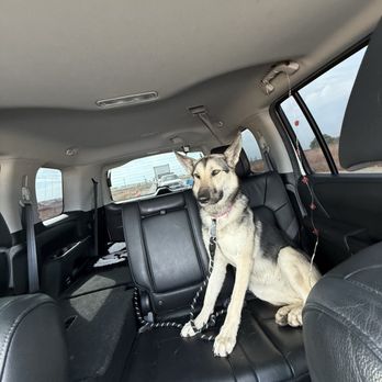 Jet Black Tint - My dog honey enjoying my window tint while going on long trips - Windshield Installation & Repair Near Me - Sacramento, California Jet Black Tint - My dog honey enjoying my window tint while going on long trips - Windshield Installation & Repair Near Me - Sacramento, California