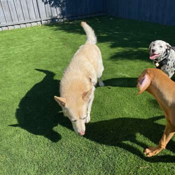 Dog Sitting by Ally - With his new friends!  So happy to see him socialize - Pet Boarding Near Me