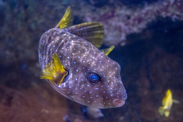 Newport Aquarium by null