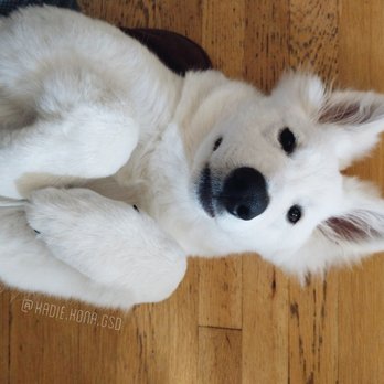 Bellevue German Shepherds - Kona at 5 months - Pet Stores Near Me