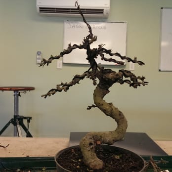 Wigert's Bonsai - My plant after the first class - Nurseries & Gardening Near Me - North Fort Myers, Florida Wigert's Bonsai - My plant after the first class - Nurseries & Gardening Near Me - North Fort Myers, Florida