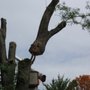 Photo of Brown Tree Service