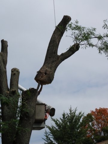 Brown Tree Service - tree service in Mount Prospect, IL