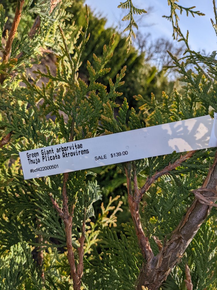 ESCAZU NURSERY Updated May 2024 51 Photos & 28 Reviews 20820 N