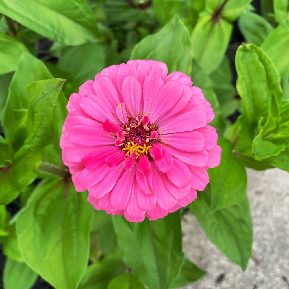 Apples And Moore Logo