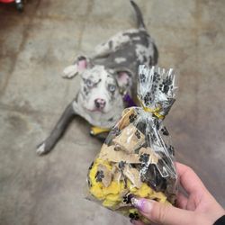 Chopper's Holistic Pet Food - Goodie bag of snacks