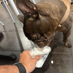 Pup cup