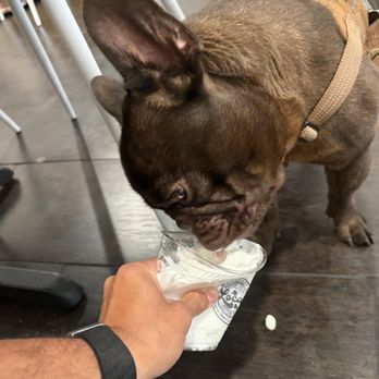 Steadfast Cafe - Pup cup - Breakfast & Brunch Near Me - Long Beach, California