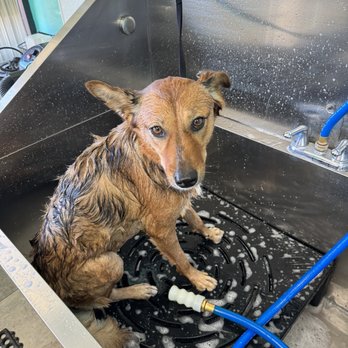 My Pretty Puppy - Pet Groomers Near Me - Cypress, California My Pretty Puppy - Pet Groomers Near Me - Cypress, California