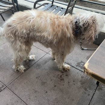 Cairde Public House Bar & Restaurant - Patio pups! - Bars Near Me - Seattle, Washington Cairde Public House Bar & Restaurant - Patio pups! - Bars Near Me - Seattle, Washington