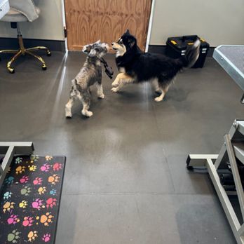 The Pawlor Salon & Spa - Pet Groomers Near Me - Oakland, California The Pawlor Salon & Spa - Pet Groomers Near Me - Oakland, California