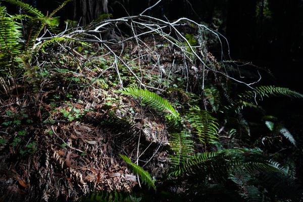 Hendy Woods State Park by null