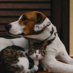 Bearss Veterinary Care