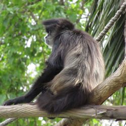 Zoológico Parque Morelos