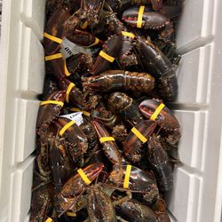 Cathy's Lobster Bake - Cooler full of 50+ lobsters