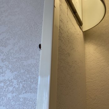Oceanfront Lodge - Bugs outside the door - Hotels Near Me - Crescent City, California