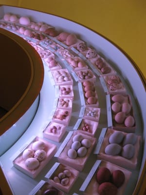 Naturhistorisches Museum Bern by null