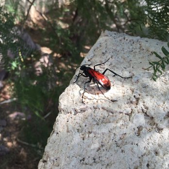 Harmon Pest Control - Tarantula Hawk Wasp - An insect with an excruciating sting and a life cycle straight out of an Alien movie. - Pest Control Near Me Harmon Pest Control - Tarantula Hawk Wasp - An insect with an excruciating sting and a life cycle straight out of an Alien movie. - Pest Control Near Me