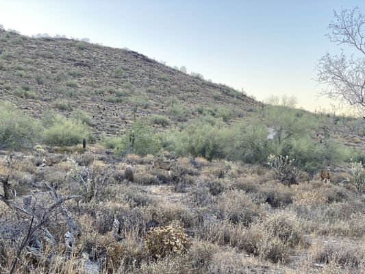 Gateway Trailhead - McDowell Sonoran Preserve by null