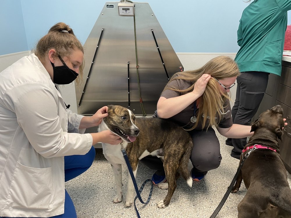 SUMMIT BRIDGE VETERINARY HOSPITAL Updated September 2024 13 Photos & 16 Reviews 3930 Red