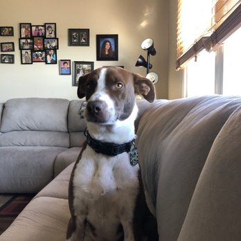 Ruff House Rescue - Clapton - Pet Adoption Near Me