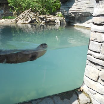 The Buffalo Zoo - River otters! - Zoos Near Me - Buffalo, New York The Buffalo Zoo - River otters! - Zoos Near Me - Buffalo, New York
