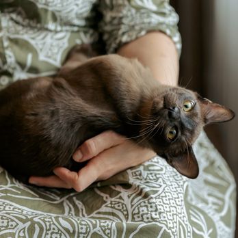 The Comforted Kitty - Pet Sitting Near Me - Atlanta, Georgia The Comforted Kitty - Pet Sitting Near Me - Atlanta, Georgia