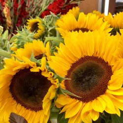 Kennett Square Farmers Market - Seasonal flowers