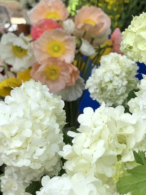 Wollam Gardens by null