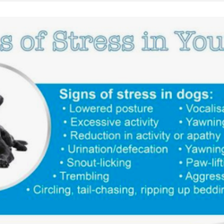 Pacing Paws Petcare