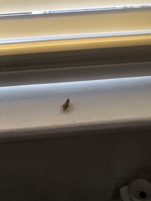 Beacon Properties by null