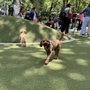 Photo of Madison Square Park Conservancy
