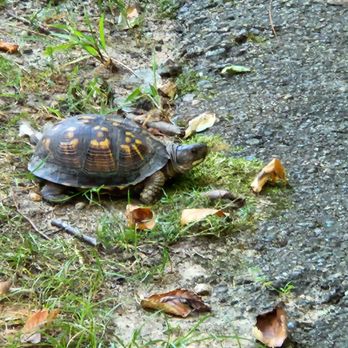 Staunton River Battlefield State Park - Little turtle awww. - Parks Near Me - Randolph, Virginia Staunton River Battlefield State Park - Little turtle awww. - Parks Near Me - Randolph, Virginia