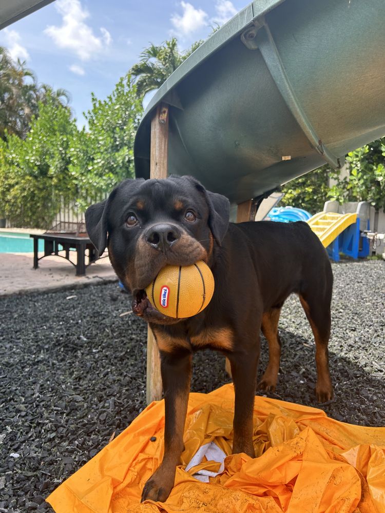 Pawfect Bliss - pet boarding facility in Davie, FL