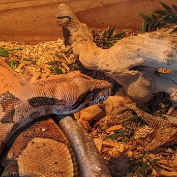 Wicks Water World - boa with really bad scars and a large bulge on its head. - Pet Stores Near Me - Crossville, Tennessee Wicks Water World - boa with really bad scars and a large bulge on its head. - Pet Stores Near Me - Crossville, Tennessee