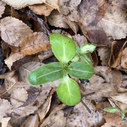 A simple solution plant