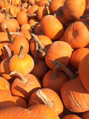 Hank's Pumpkintown by null