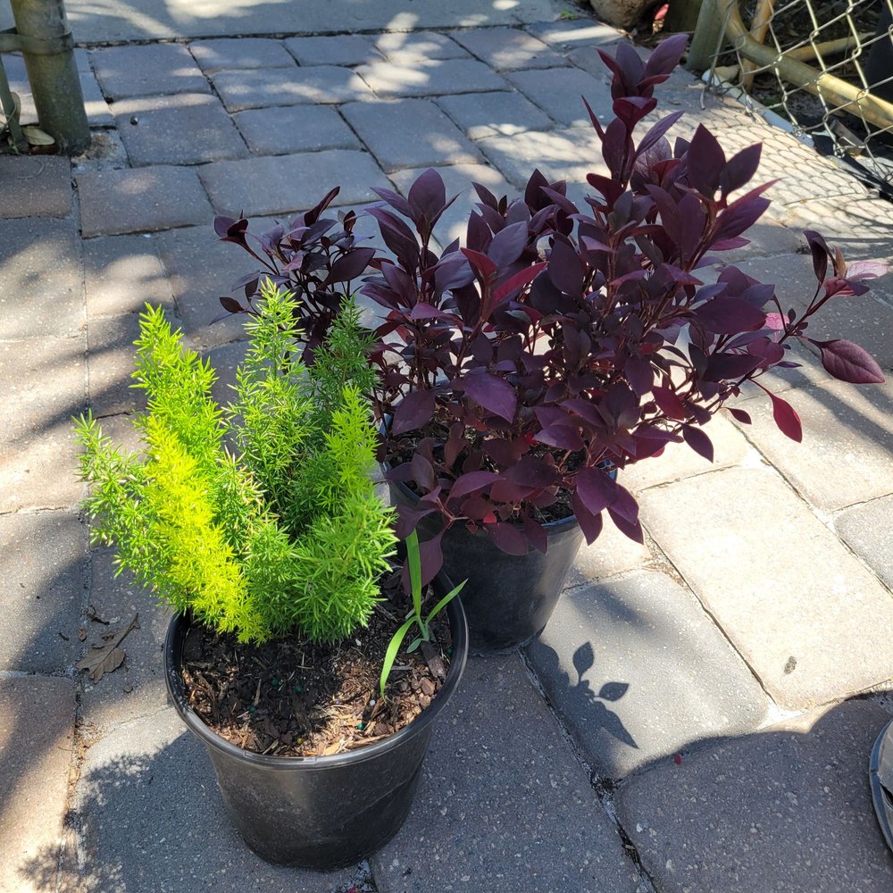 Discount Palms and Plants - Landscaping Near Me - Largo, Florida Discount Palms and Plants - Landscaping Near Me - Largo, Florida