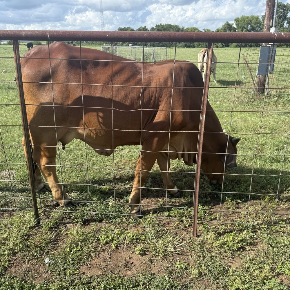 Buckin Burger - Cows across parking - Burgers Near Me - Brenham, Texas Buckin Burger - Cows across parking - Burgers Near Me - Brenham, Texas