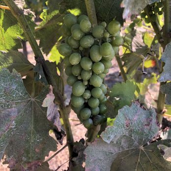 Odonata Wines - Wineries Near Me - Salinas, California Odonata Wines - Wineries Near Me - Salinas, California