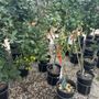 Photo of The Plant Haus