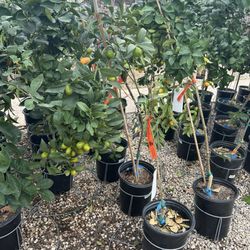 The Plant Haus