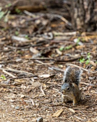 Calaveras Big Trees State Park by null