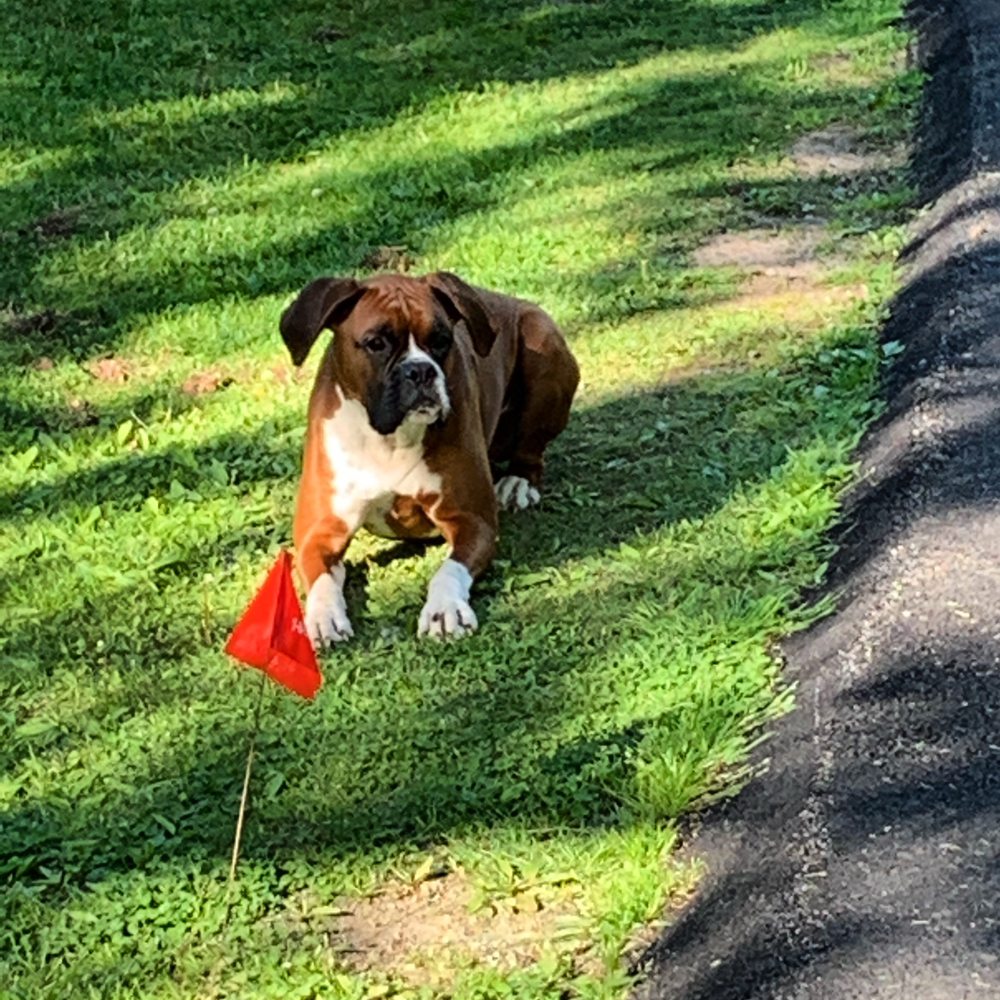 PET STOP THE DOG FENCE EXPERTS Updated April 2024 Request