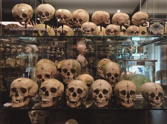 Museum Vrolik by null