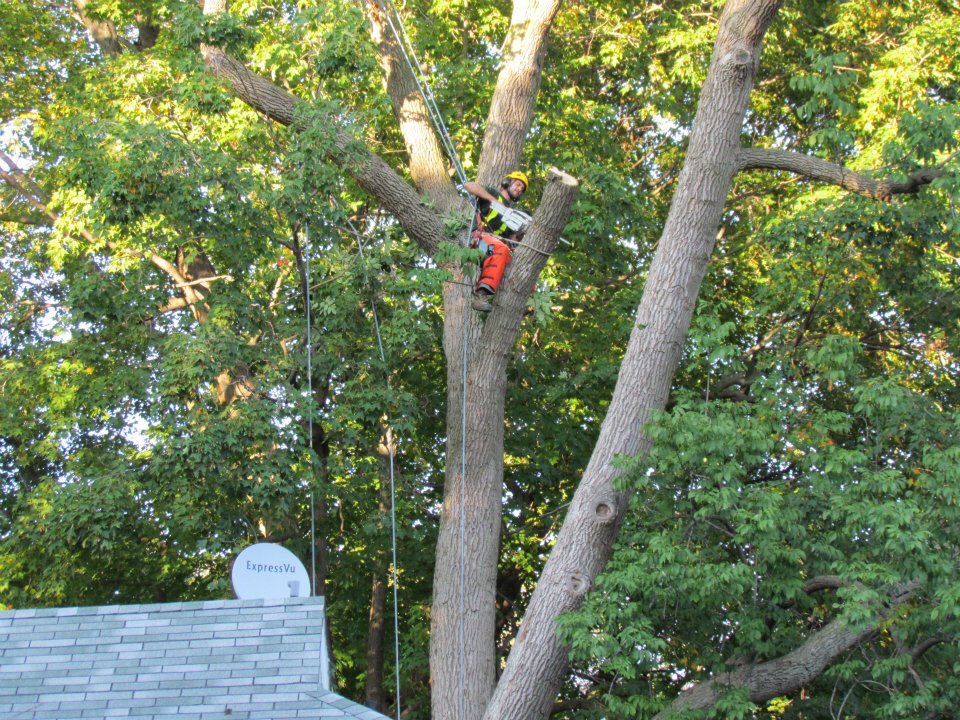 PACIFIC FRONTIER TREE COMPANY Vancouver, British Columbia, Canada