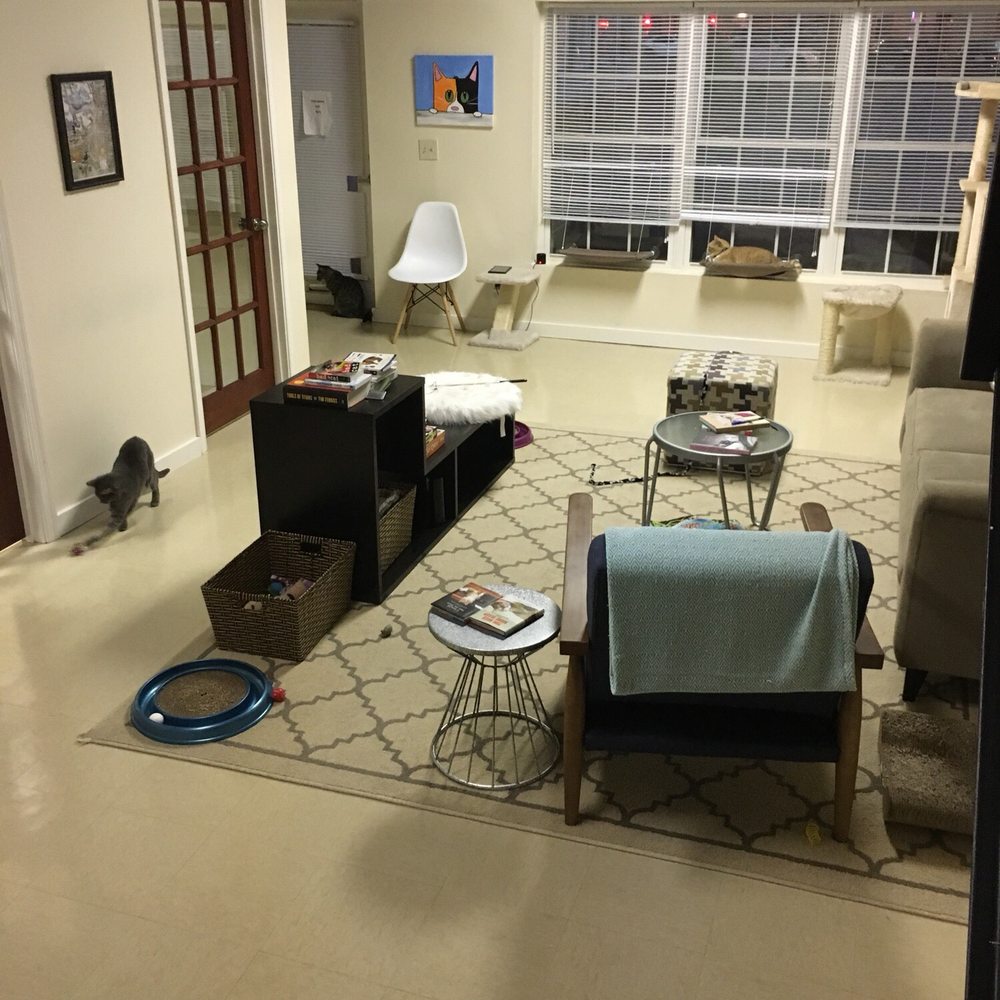Catnip Cat Cafe - Downstairs play area. Ask for a laser! The cats go crazy for it! - Pet Adoption Near Me - Norfolk, Virginia Catnip Cat Cafe - Downstairs play area. Ask for a laser! The cats go crazy for it! - Pet Adoption Near Me - Norfolk, Virginia