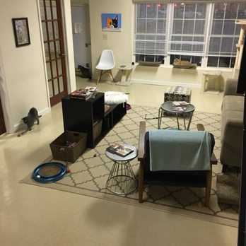 Catnip Cat Cafe - Downstairs play area. Ask for a laser! The cats go crazy for it! - Pet Adoption Near Me - Norfolk, Virginia