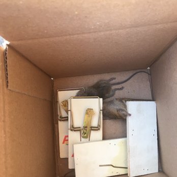 Associated Storage - Dead mice I trapped in 1 day. - Self Storage Near Me - San Diego, California Associated Storage - Dead mice I trapped in 1 day. - Self Storage Near Me - San Diego, California